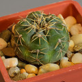 Amerhauseri