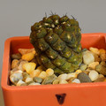 Hypogaea
