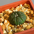 Asterias