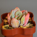 Pachyveria 'Scheideckeri'