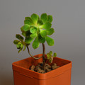 Succulents Aeonium Castello-Paivae
