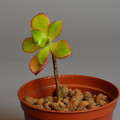 Succulents Aeonium Decorum