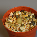 Succulents Albuca Spiralis