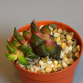 Succulents Anacampseros Retusa