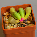 Succulents Fenestraria Aurantioca