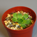 Succulents Greenovia Aurea