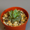 Succulents Sedum Suaveolens