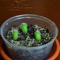 Seeds2021 Rebutia Xanthocarpa