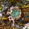 Succulents Turkish