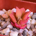 Succulents Anacampseros rufescens 'Sunrise'