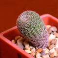 Aylostera Heliosa
