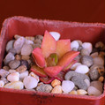 Succulents Anacampseros rufescens 'Sunrise'