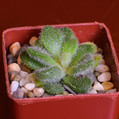 Succulents Sedum hintonii