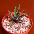 Haworthia Fasciata