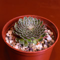 Succulents Graptopetalum filliferum