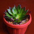 Succulents Echeveria 'Blue Prince'