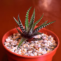 Succulents Haworthia Fasciata