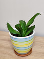 Plants Sansevieria