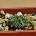 Ritteri