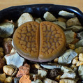 Lithops Hookeri