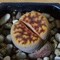 Lithops Lesliei