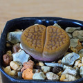 Hookeri