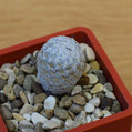 Herrerae