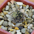 Arenacea