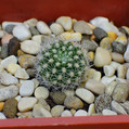 Rebutia Xanthocarpa
