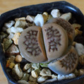 Lithops Hallii