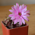 Gymnocalycium Friedrichii