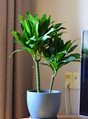 Plants Драцена