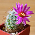 Mammillaria Boolii