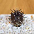 Griseoviolacea