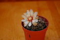 Amerhauseri