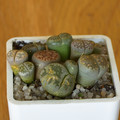 Lithops Mix