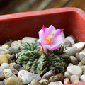 Aztekium Ritteri