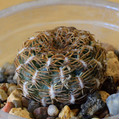 Arenacea