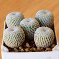 Epithelantha Micromeris