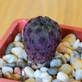 Sulcorebutia Rauschii