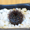 Asteriodes