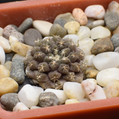 Thelocephala Esmeraldana