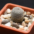Heliosa