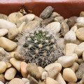 Rebutia Senilis