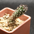 Flaviflorus