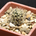 Arenacea