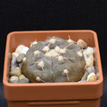 Gymnocalycium Prochazkiaum