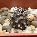 Griseoviolacea
