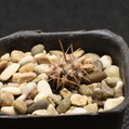 Gymnocalycium Ferrarii 