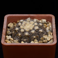 Ragonesii